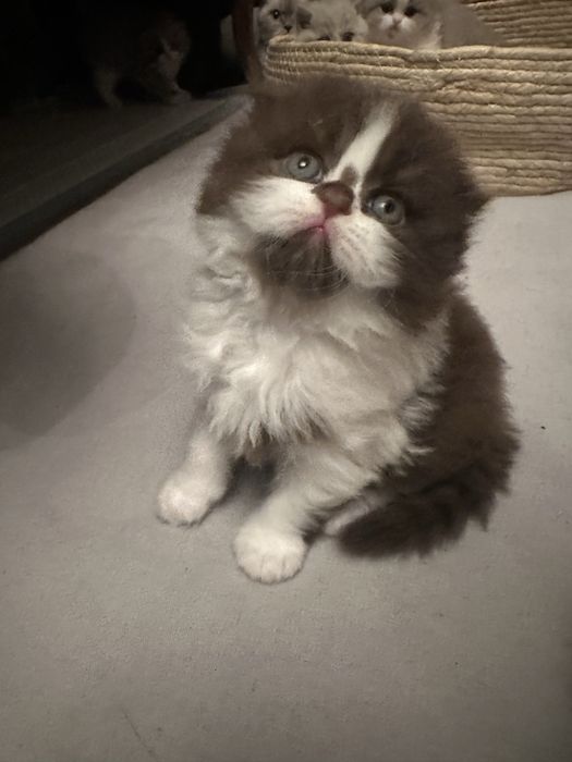 Kotki Brytyjskie dlugowlose