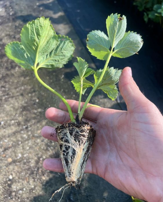 Саджанці у касеті великоплідної полуниці