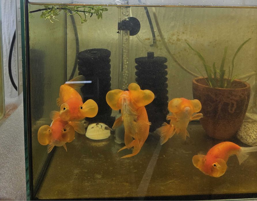 Peixes de Estimação ArrobaFish