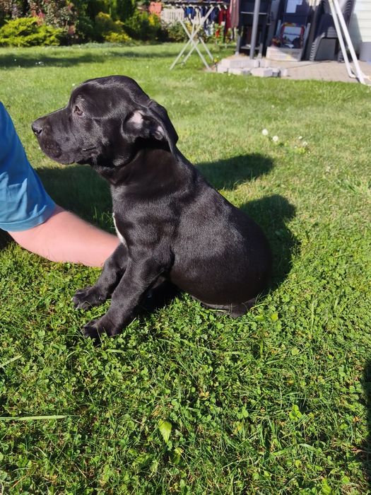 Cane Corso piękny piesek