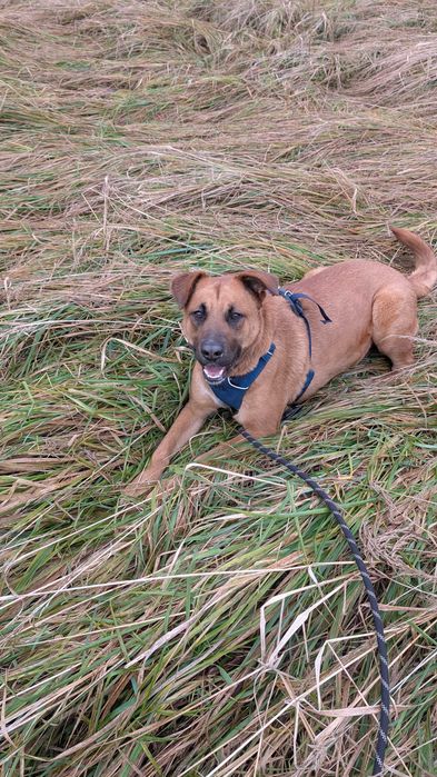 DODA - młoda, duża, wesoła suczka. Schronisko w Radlinie k. Jarocina