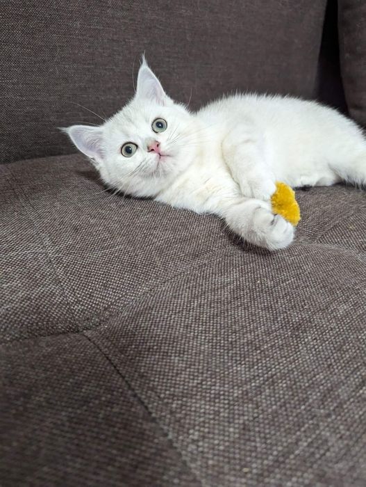 Шикарные  шотландские котята серебристая шиншилла  страйт