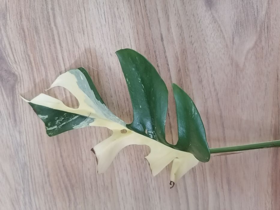 Monstera Minima Variegata