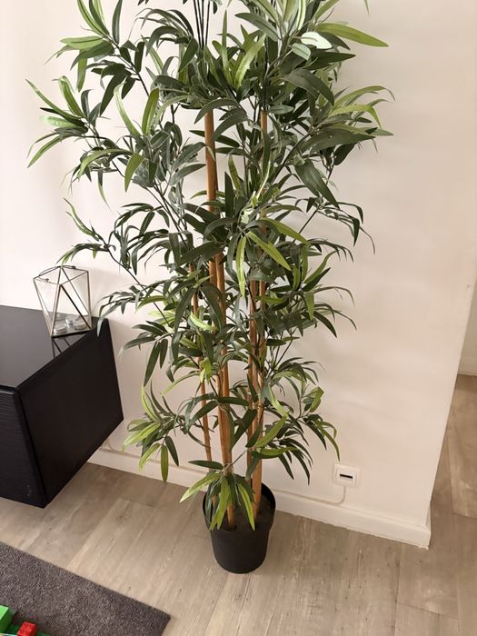 Planta ikea bambu nova