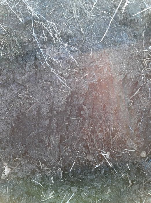 obornik koński świeży/czyste boby