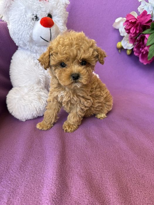 Породисті VIPмальтіпу