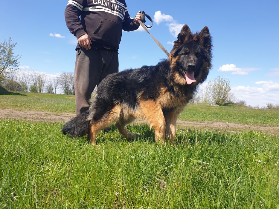 Подросток немецкой овчарки