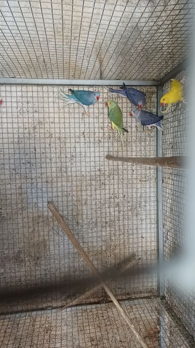 Cedo fêmea lutina adulta