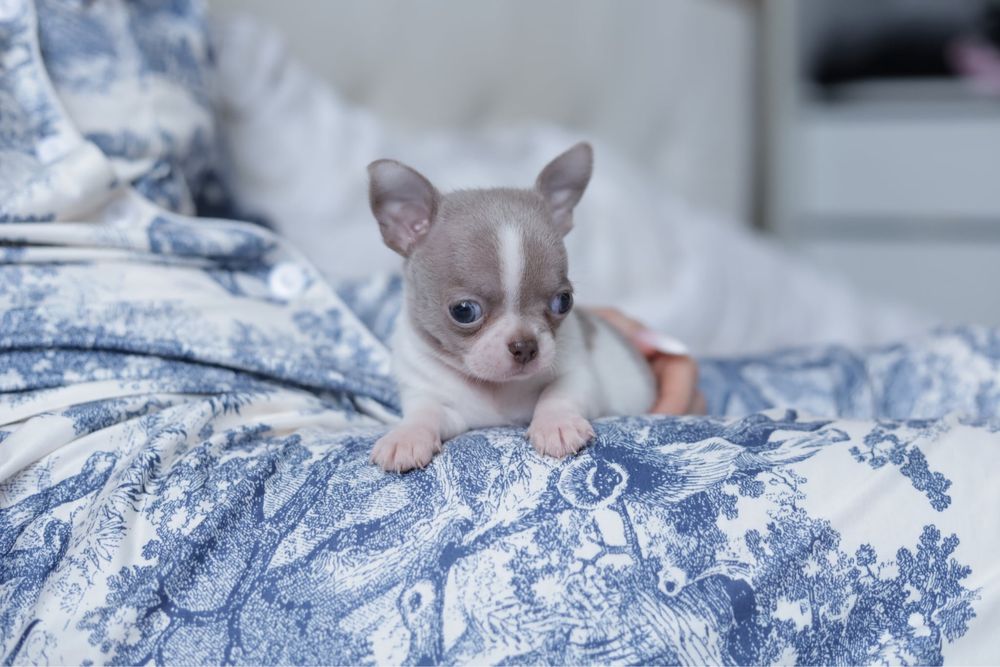 Білий з ліловим хлопчик, ксу