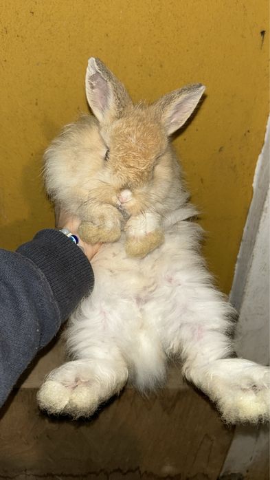 Coelhos anões bebes e adultos