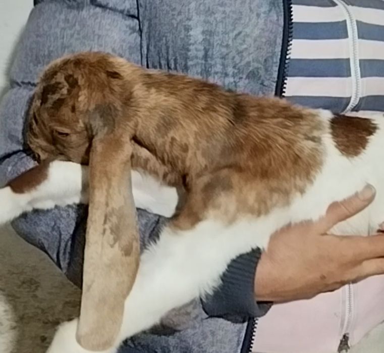 Каморі цапки, народились в січні 2026 року