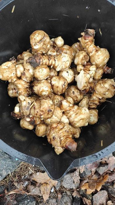 Топінамбур ( земляна груша)