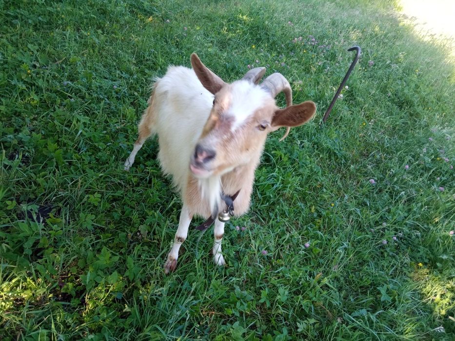 Коза продається строчно