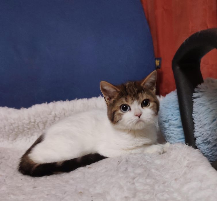 різноокій хлопчик