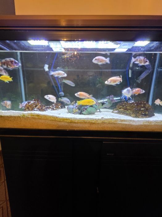 Kit Aquário Completo 100cm + Móvel + Acessórios