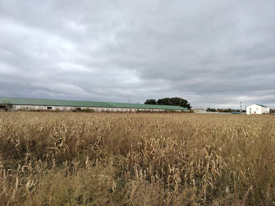 Продам ферму (корівники) з ділянкою 25га