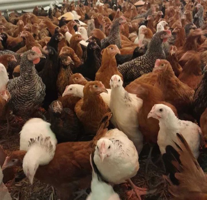 Sprzedaż młodych kurek i  kogutkow