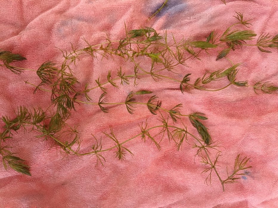 Роголіснік для акваріума