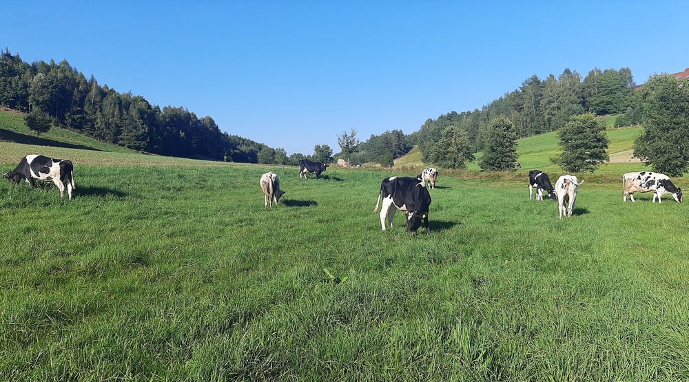 Świeże Masło Swojskie