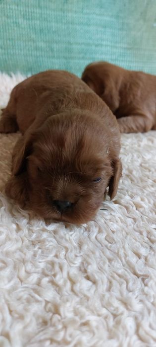 Cavalier king charles spaniel