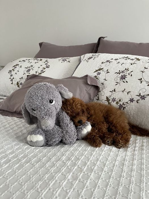 Той-пудели — уют, тепло и радость