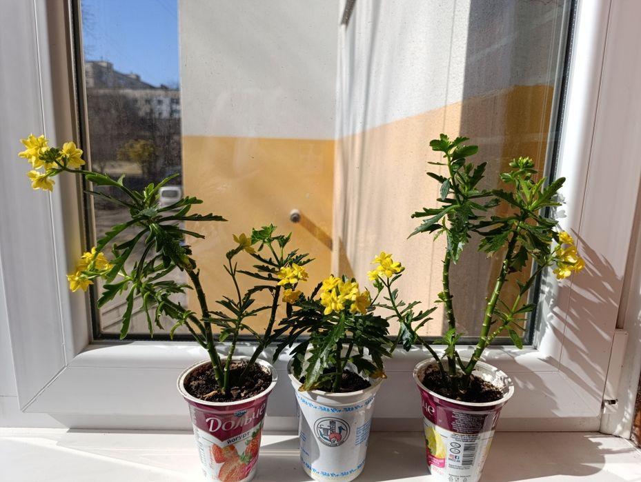 Вазон каланхоя жовта