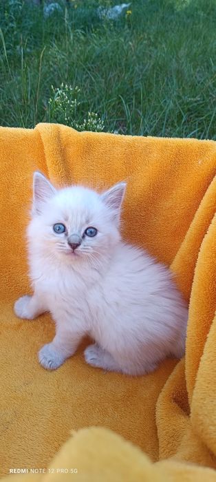 Kocięta ragdoll FPL  na lipiec