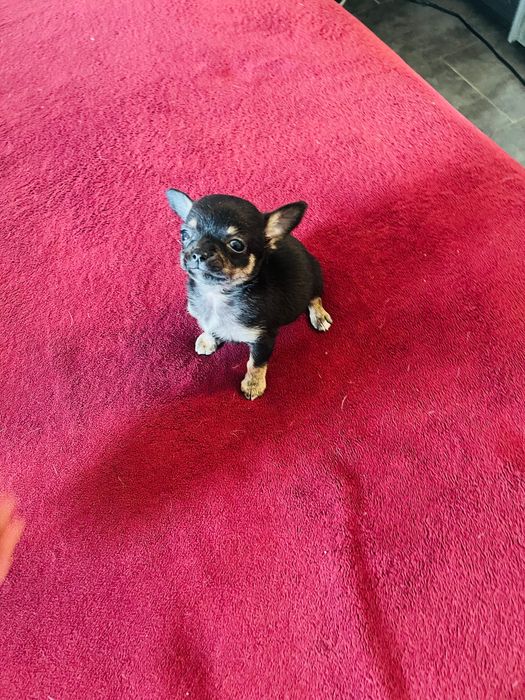 Chihuahua fêmea