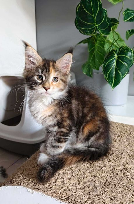 Kotka Maine Coon
