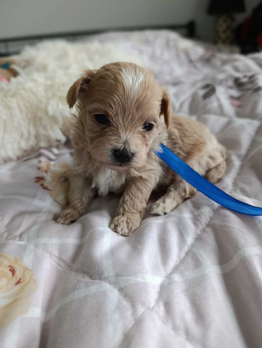 Maltipoo. Piękny chłopiec xs