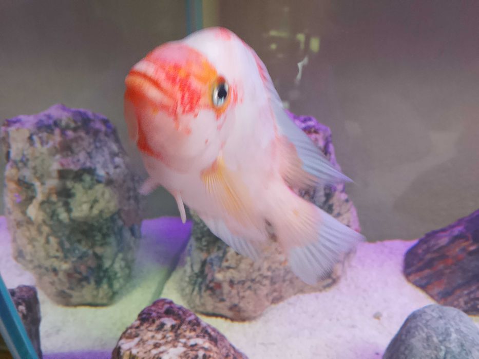 Pielegnica cytrynowa