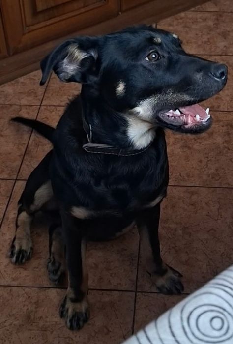 10-miesięczna Sunia do oddania piesek