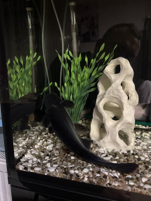 Продам сом: Пангасиус и Птеригоплихт