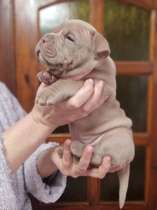 Невероятной красоты щенки Американский Булли . Документы АБКС