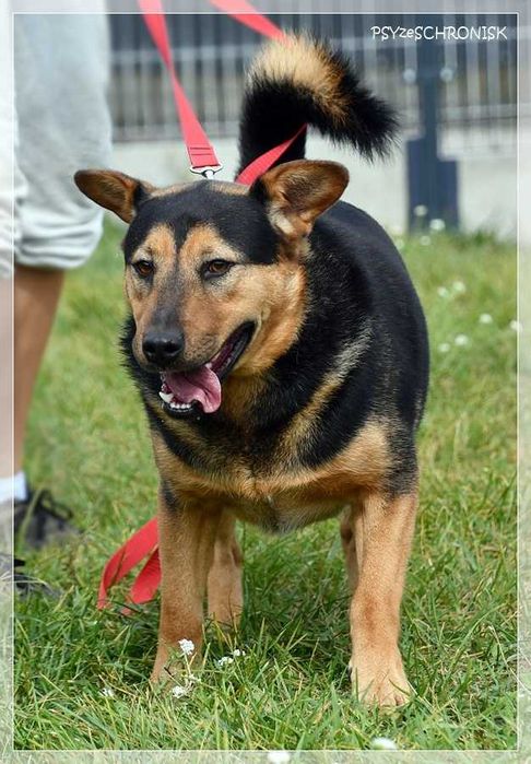 Trampi - pomóż mu odzyskać radość przy Twoim boku