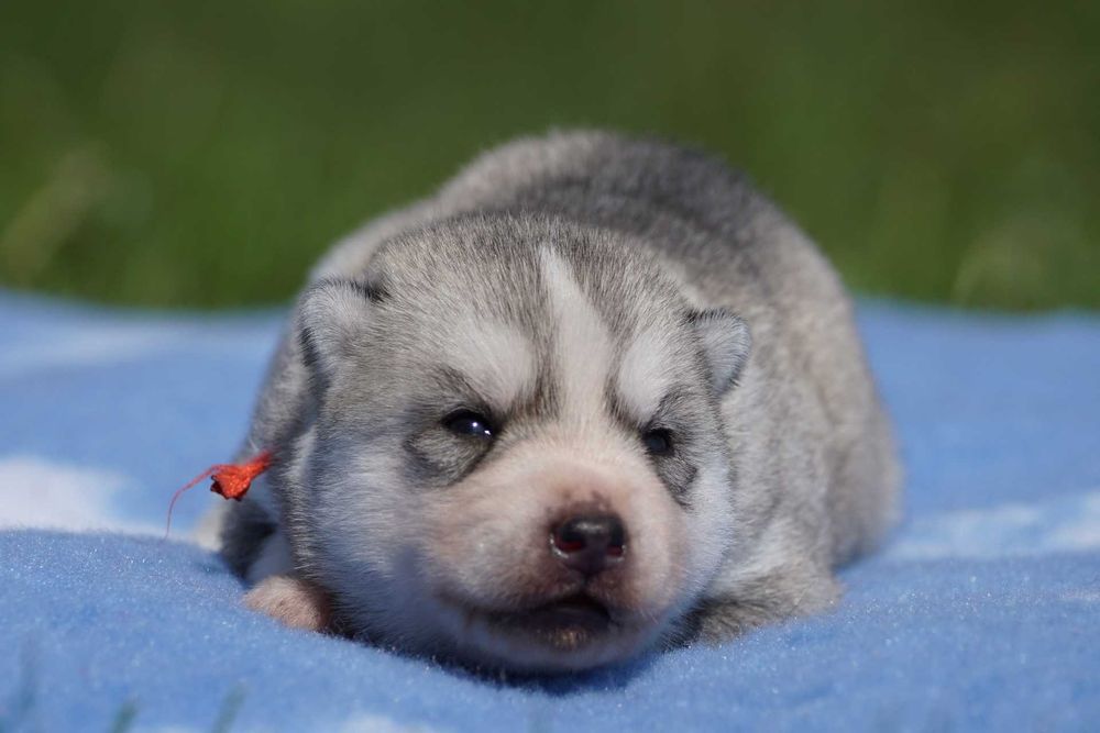 Szczenię husky ZKwP FCI haski