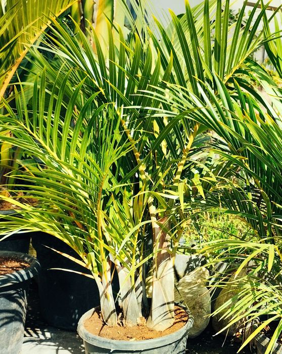 Hyophorbe verschaffeltii ou palmeiras-fuso