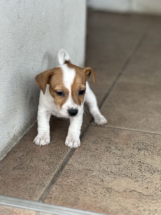 Jack Russel Terrier