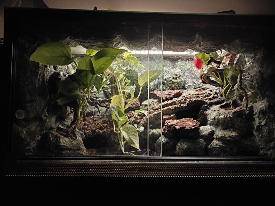 Terrarium 60x40x40 gekon