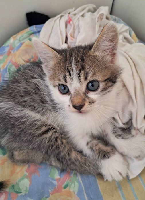 Маленький ласковый котёнок мальчик ищет дом!  Котята в хорошие руки!