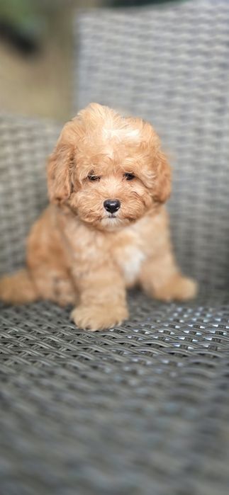 Maltipoo/ chłopczyk