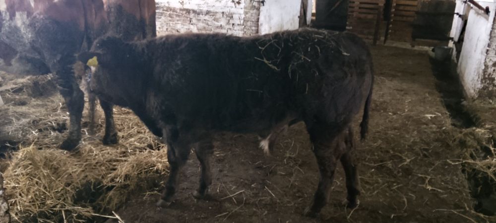 byczki odsadki, po inseminacji