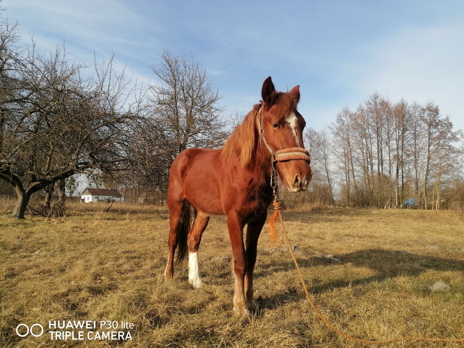 Продам Коні жеребці