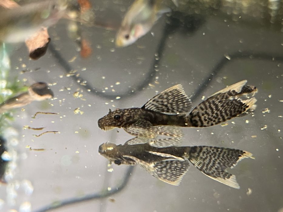 Zbrojniki 2-3cm płetwa krótka i welon.