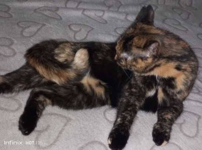 Загубилася кішка. Звати Мура