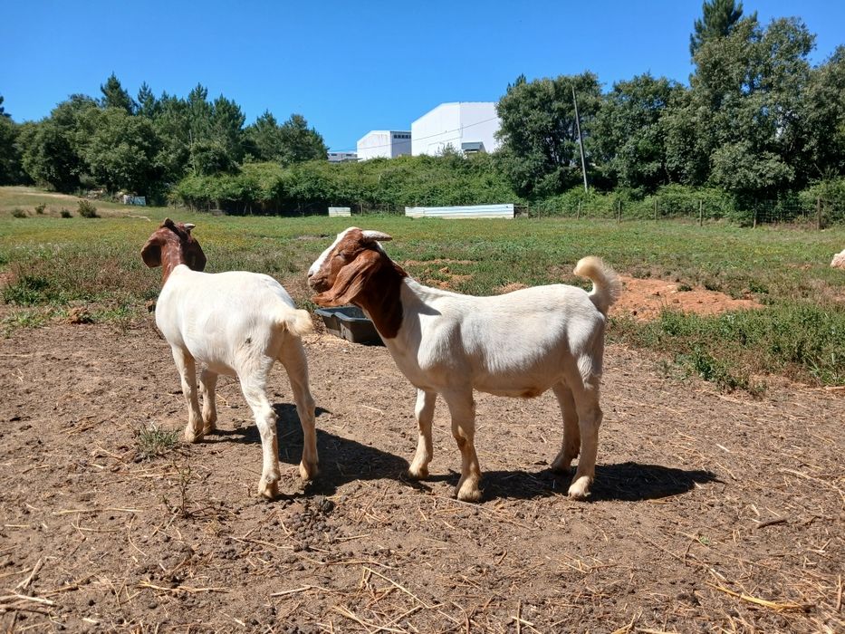 Cabrito Raça Boer