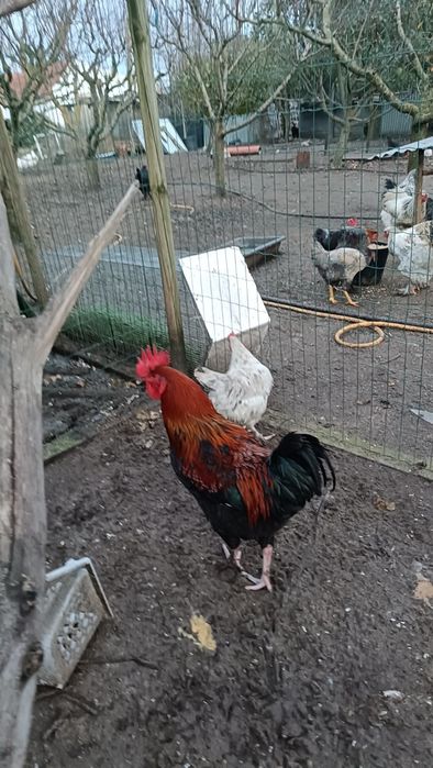 Casal de Galinhas Maran