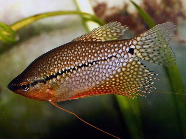 Gurami mozaikowy