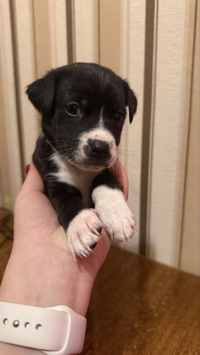 Отдам в хорошие руки (два мальчика и две девочки)