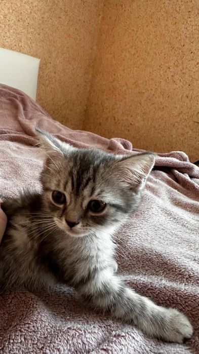 Шотландські прямовухі кошенята